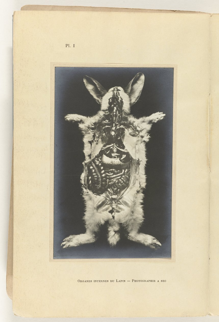 Lapin ouvert avec les organes visibles - Adolphe Louis Donnadieu