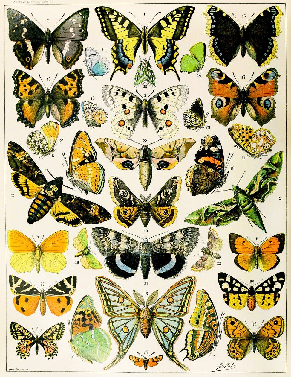 Illustration de papillons et de mites vers 1923 (lithographie) - Adolphe Philippe Millot