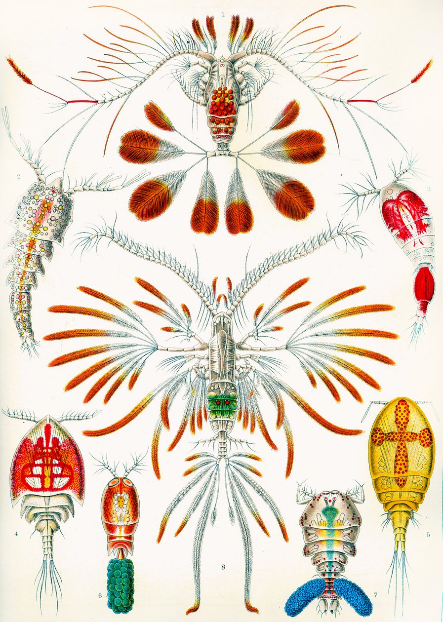 Illustration de copépodes vers 1909 - Adolphe Philippe Millot