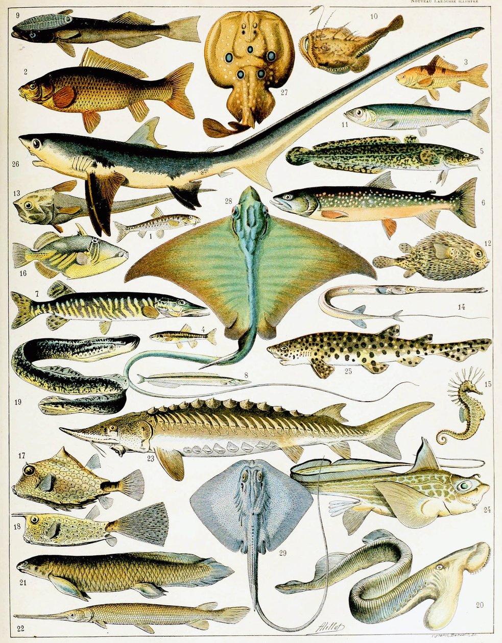 Illustration de poisson c.1923 - Adolphe Philippe Millot