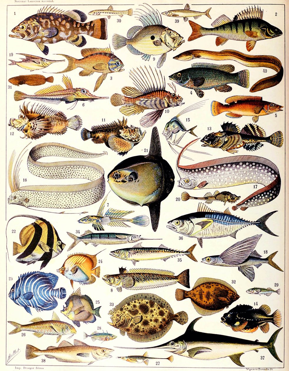 Illustration de poissons marins vers 1923 - Adolphe Philippe Millot