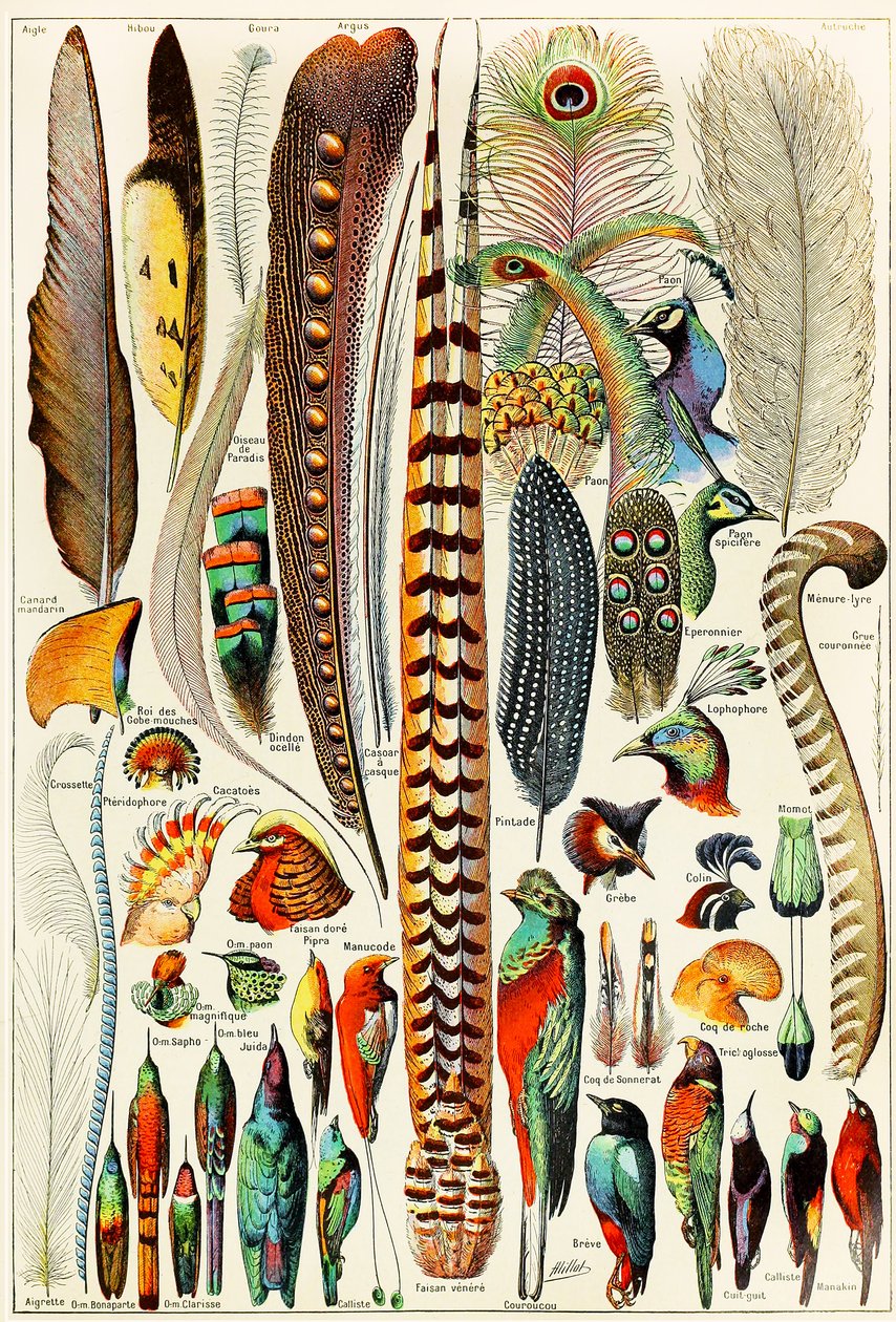 Illustration de plumes et d