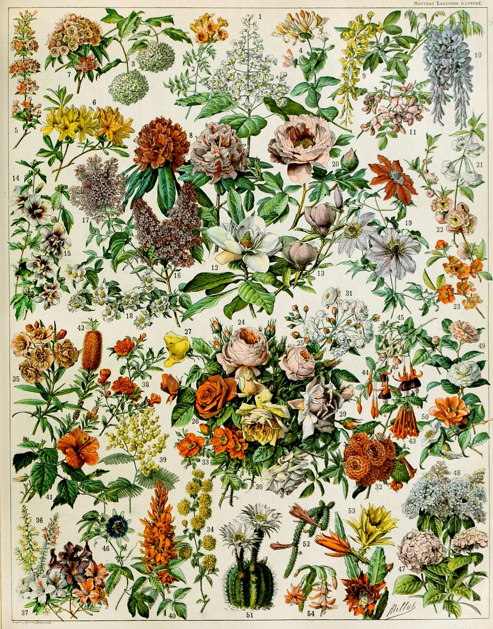 Illustration de plantes à fleurs vers 1923 - Adolphe Philippe Millot