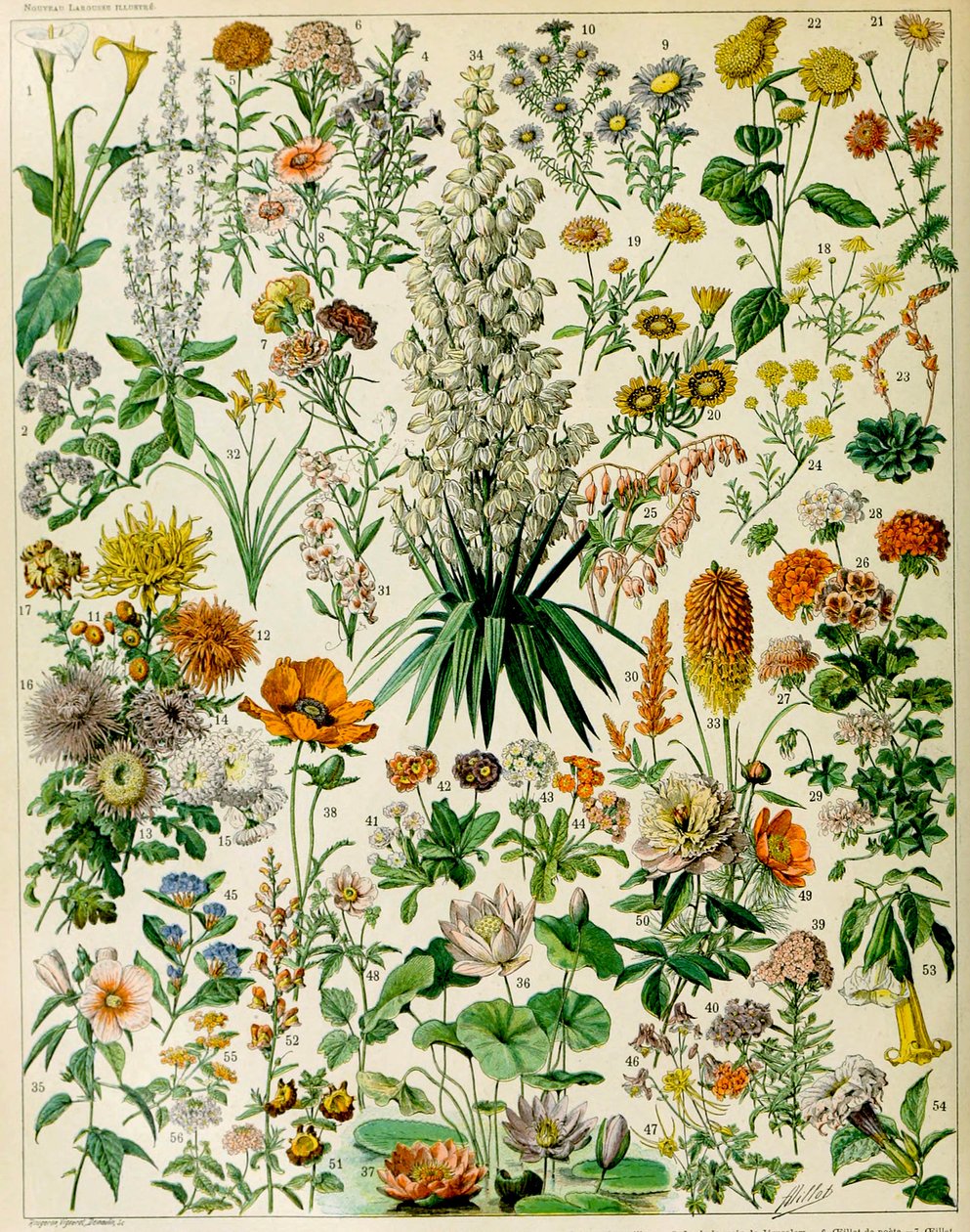 Illustration de plantes à fleurs vers 1923 - Adolphe Philippe Millot