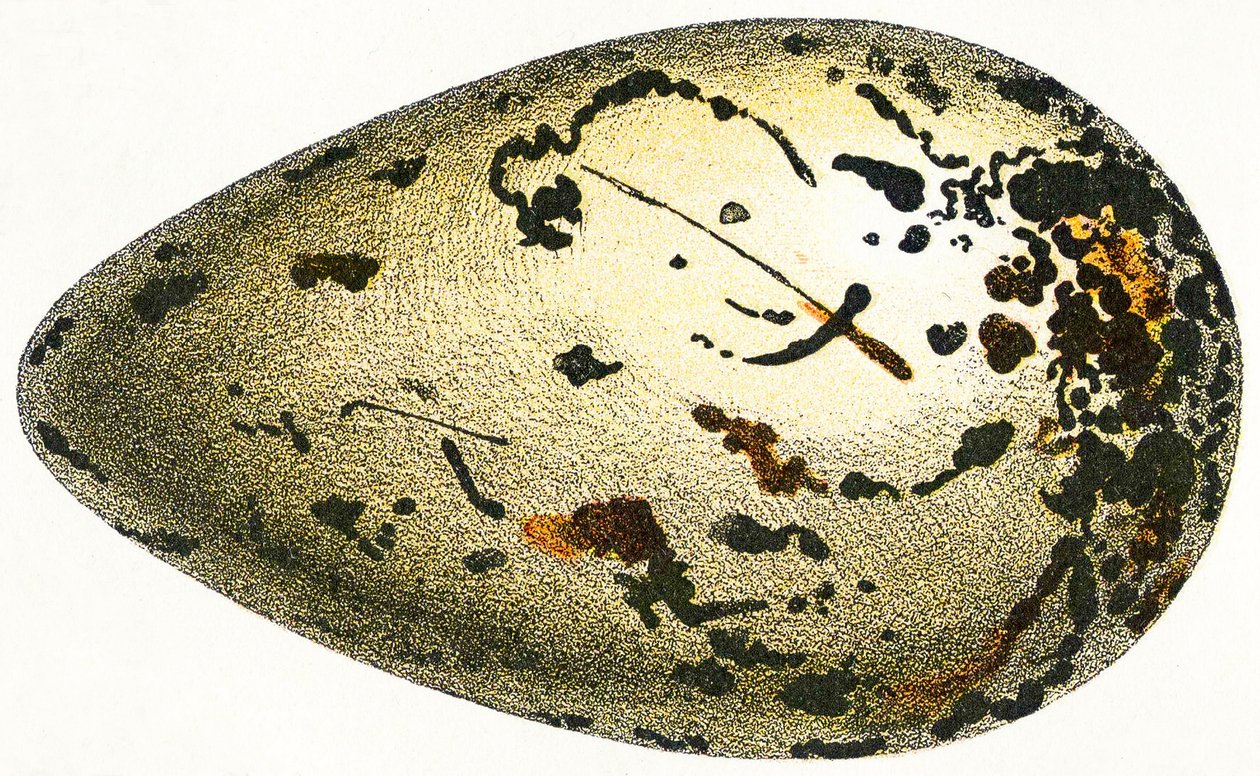 Œuf de grand pingouin, 1923 - Adolphe Philippe Millot