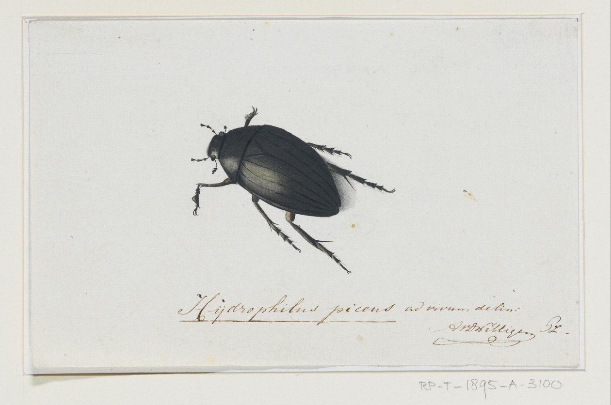 Coléoptère noir (Hydrophilus picens) - Adriaan van der Willigen