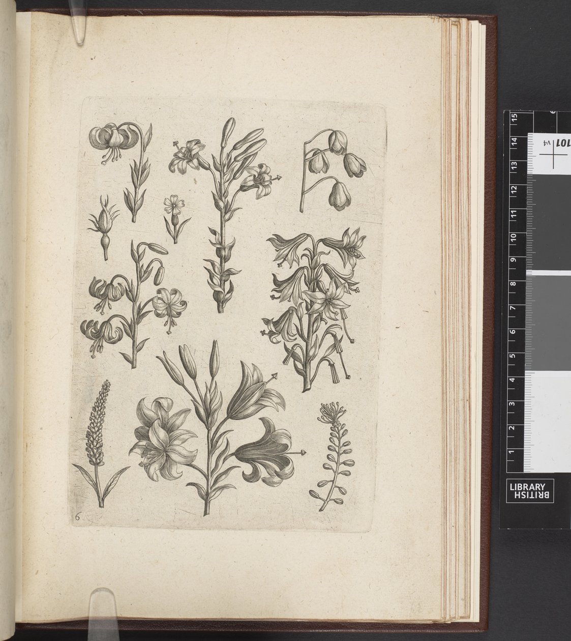 Illustration de plantes, 