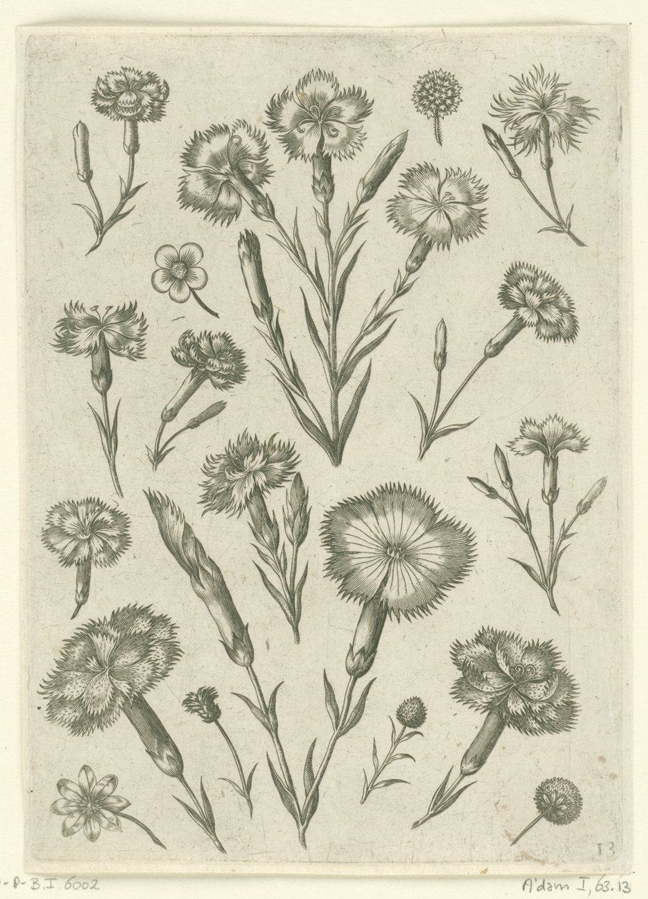 Divers œillets - Adriaen Collaert