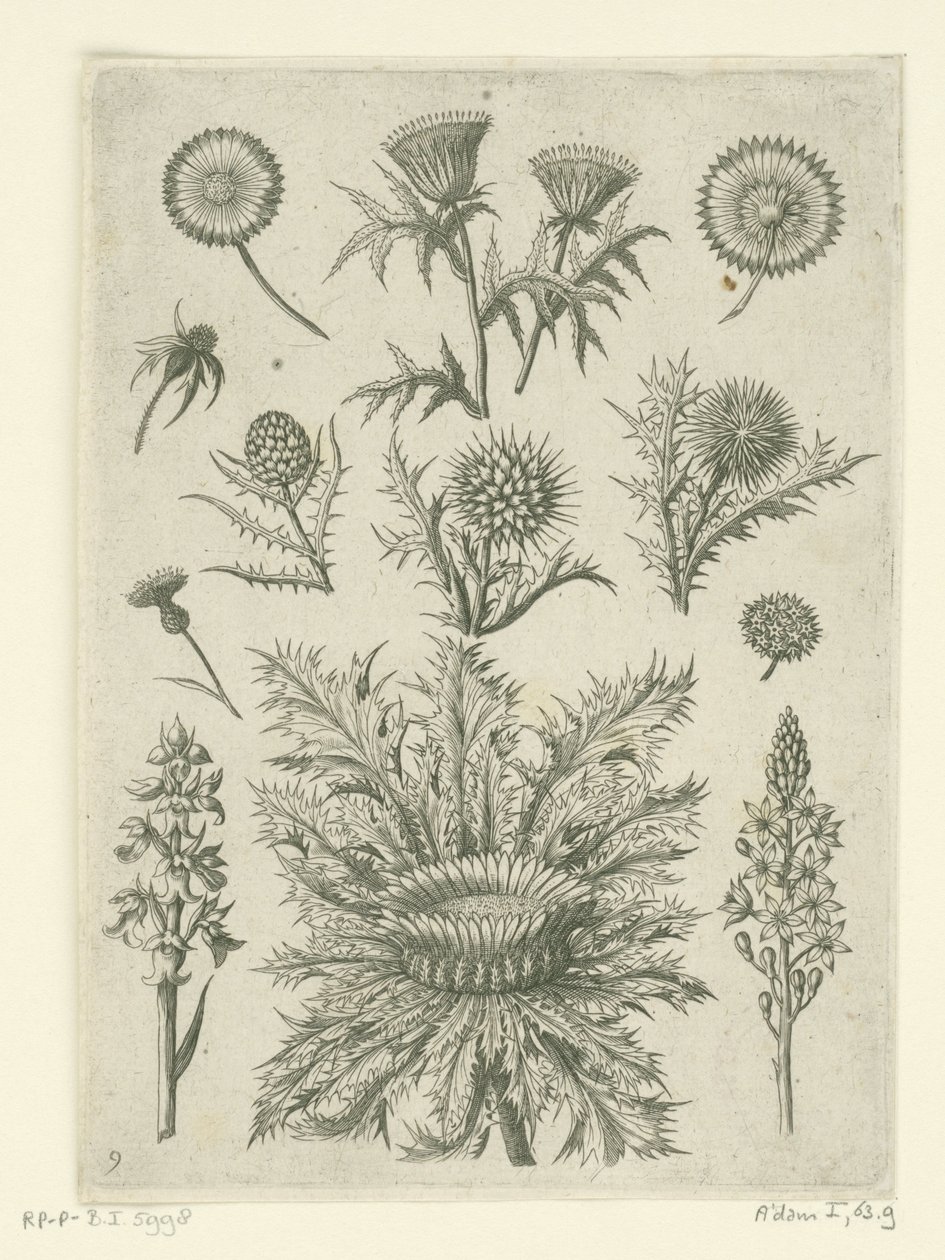 Divers chardons - Adriaen Collaert