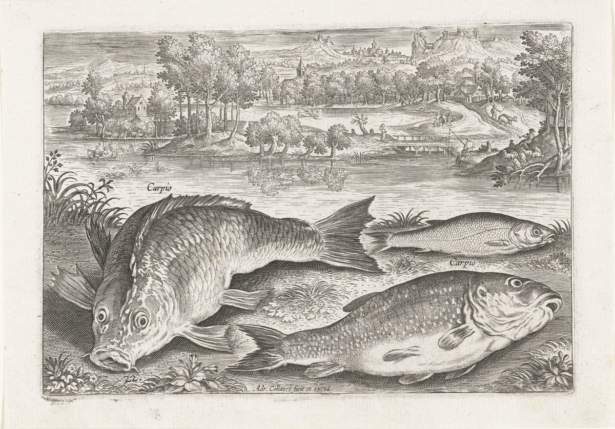 Trois carpes sur une rive - Adriaen Collaert
