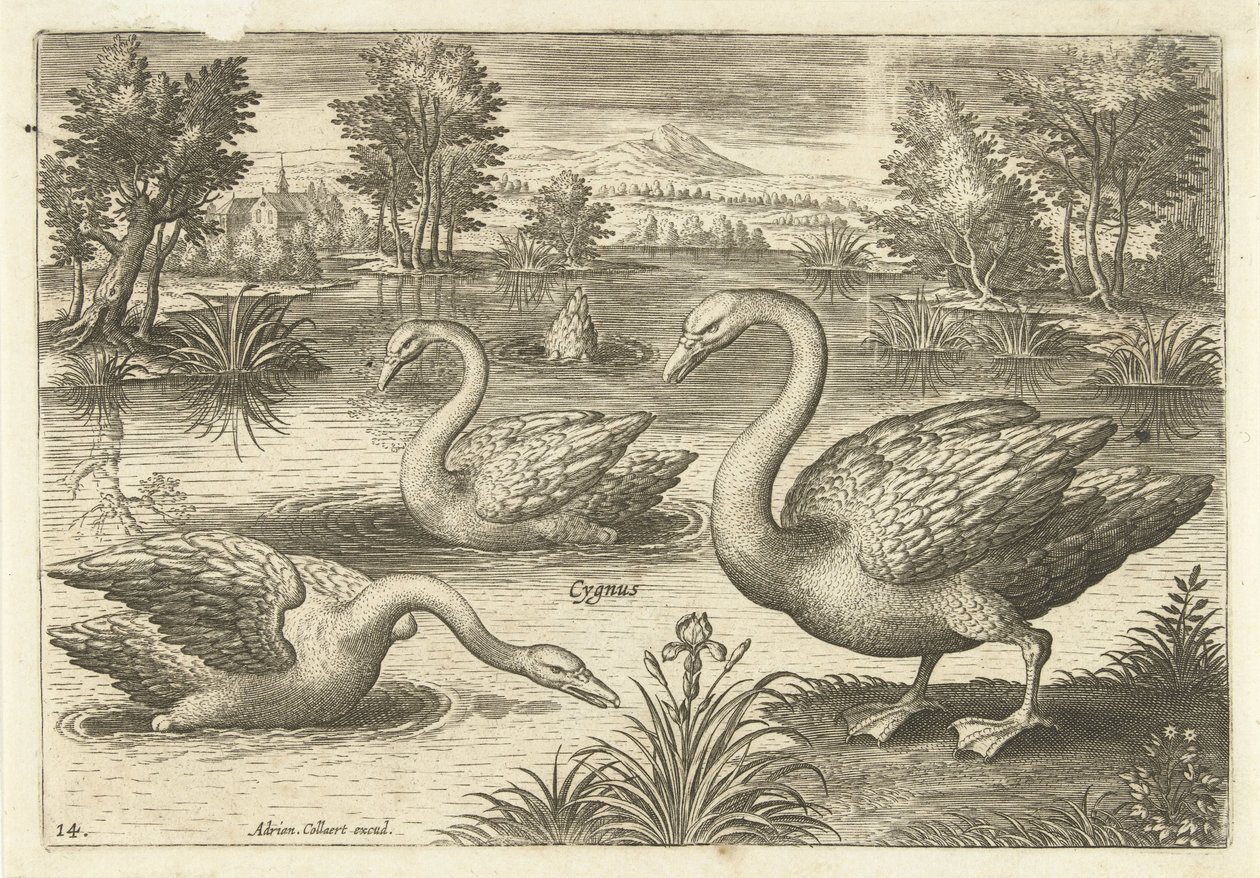 Trois cygnes dans un étang (Oiseaux) (Avivm vivae) - Adriaen Collaert