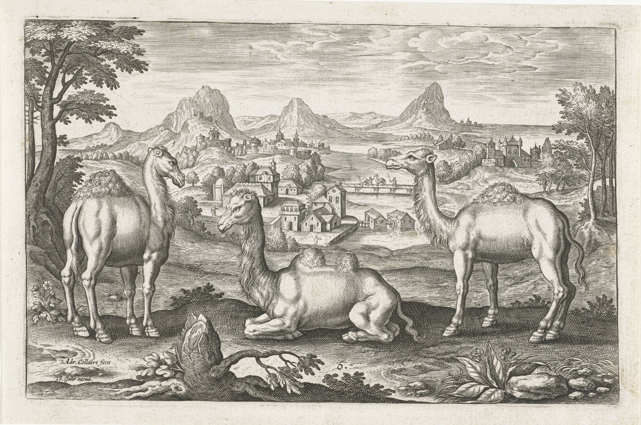 Dromadaires et un chameau - Adriaen Collaert
