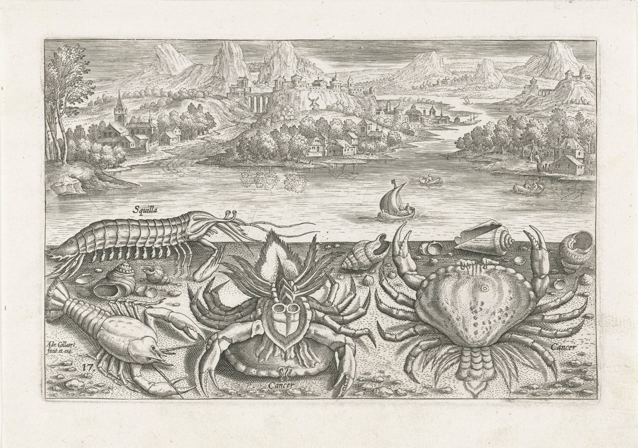 Quelques crustacés sur la plage - Adriaen Collaert