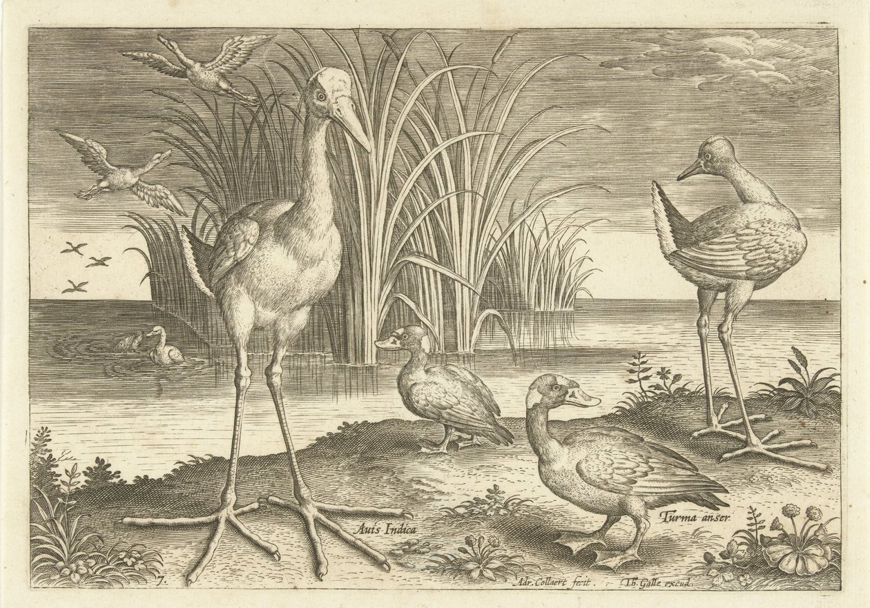 Quelques oiseaux aquatiques au bord de l