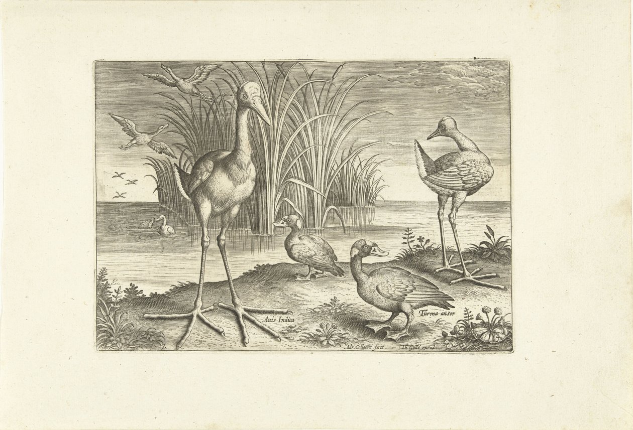 Enkele watervogels aan een oever - Adriaen Collaert