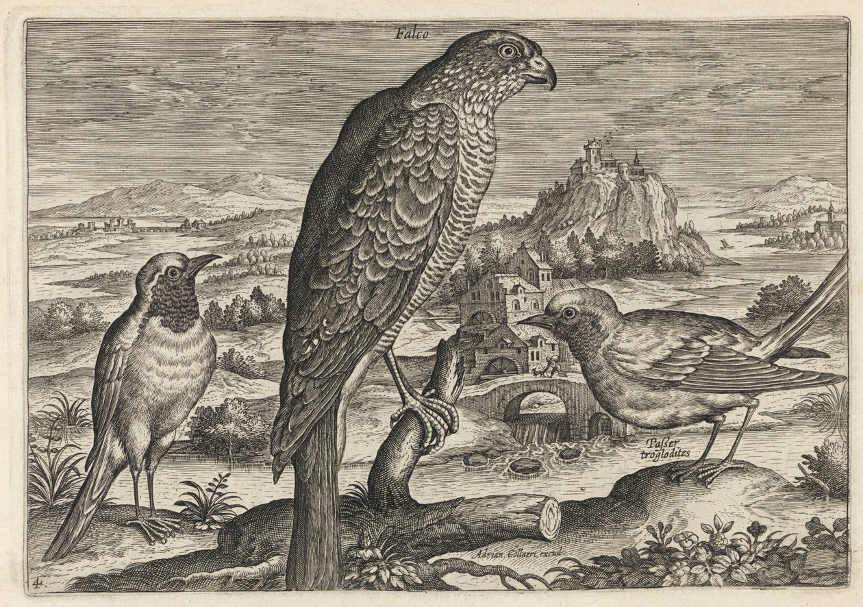 Faucon et rouge-gorge ou rougequeue - Adriaen Collaert