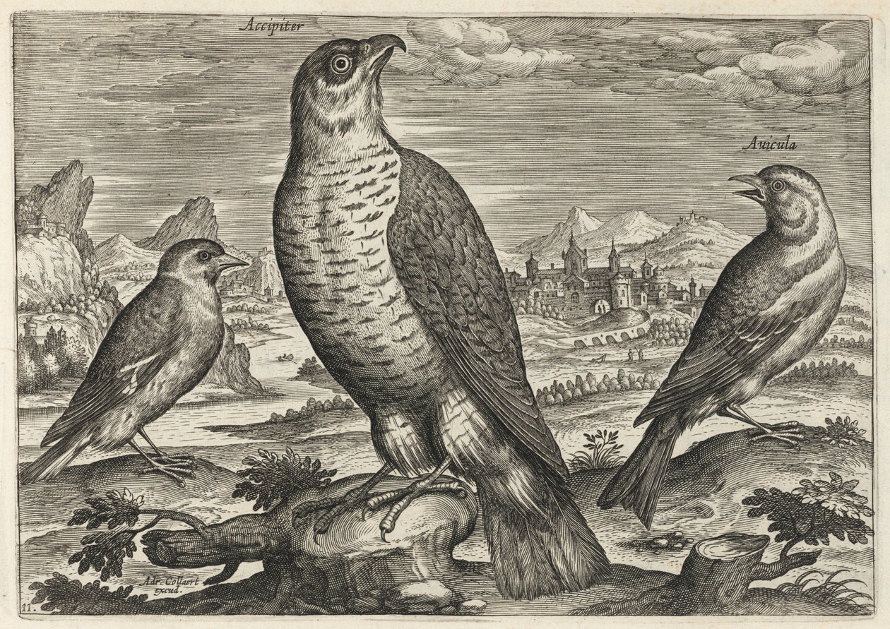 Faucon et moineaux - Adriaen Collaert