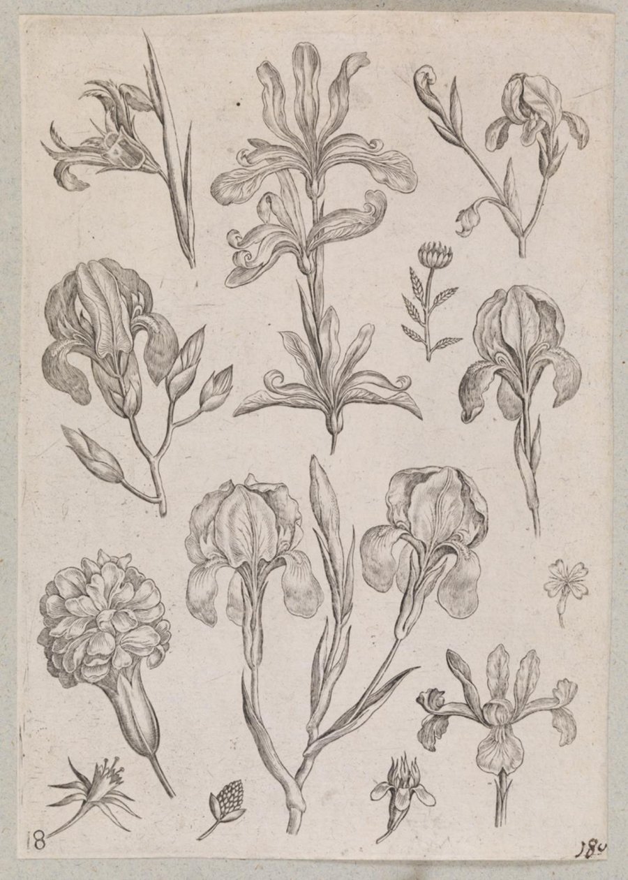 Iris - Adriaen Collaert