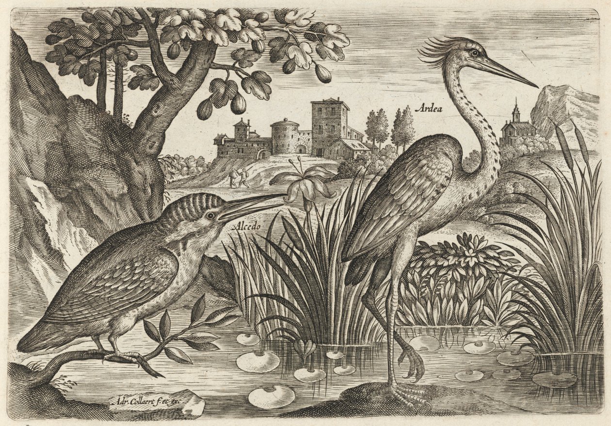 Martin-pêcheur et héron cendré - Adriaen Collaert