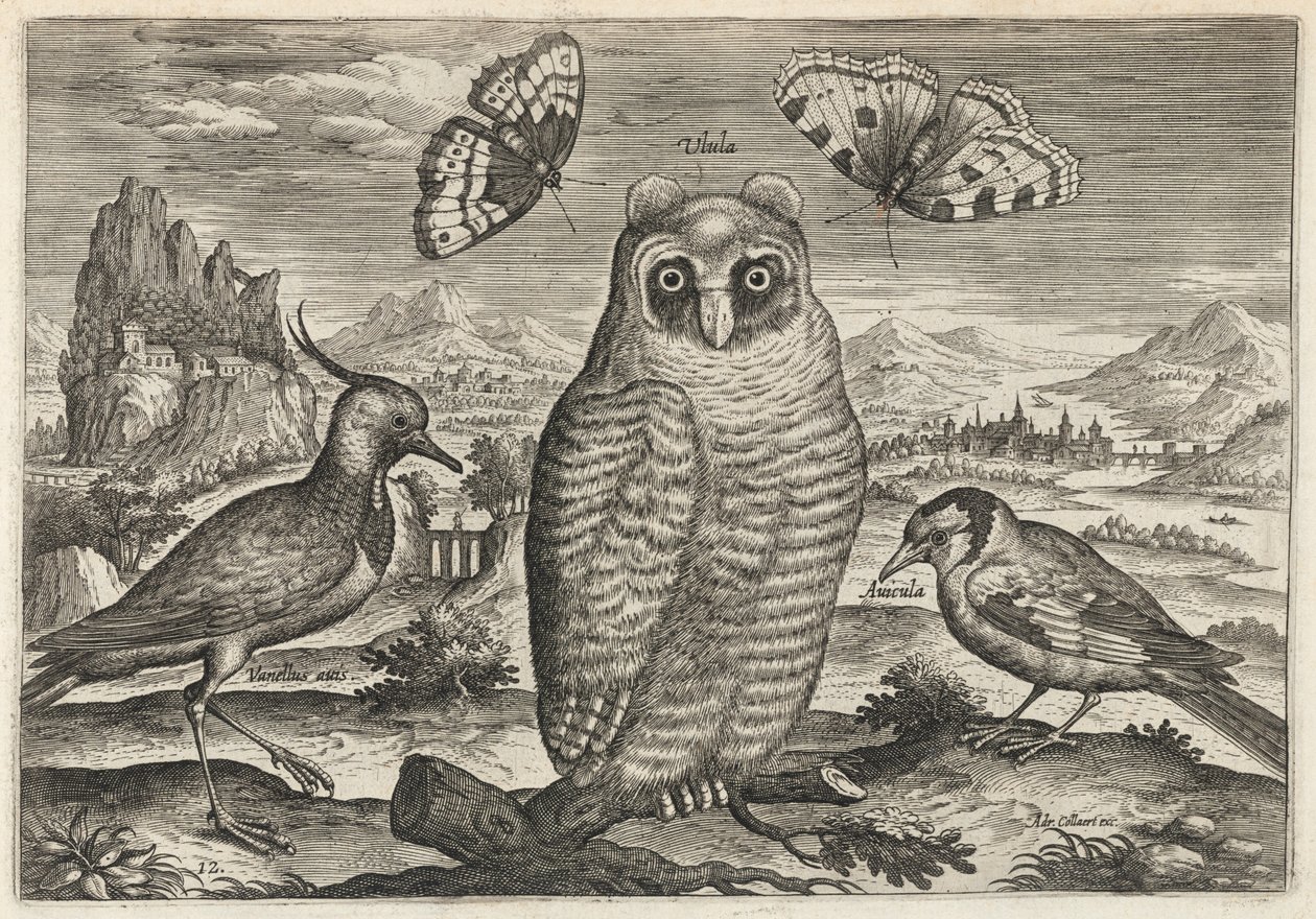 Vanneau, hibou moyen-duc et chardonneret - Adriaen Collaert