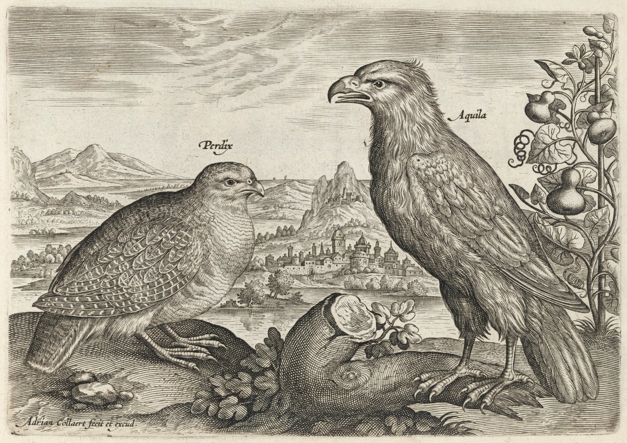 Perdrix et aigle - Adriaen Collaert