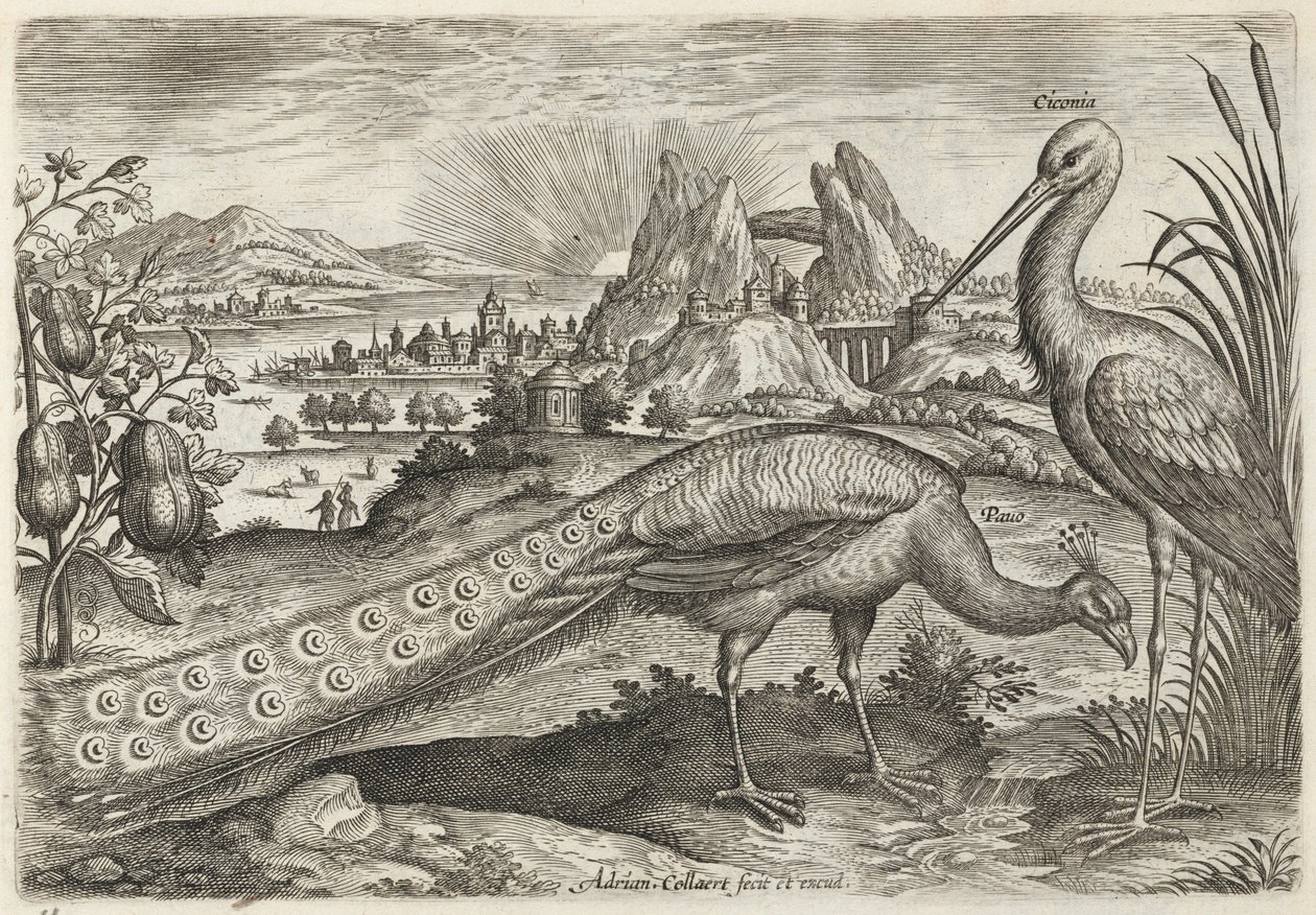 Paon et cigogne - Adriaen Collaert