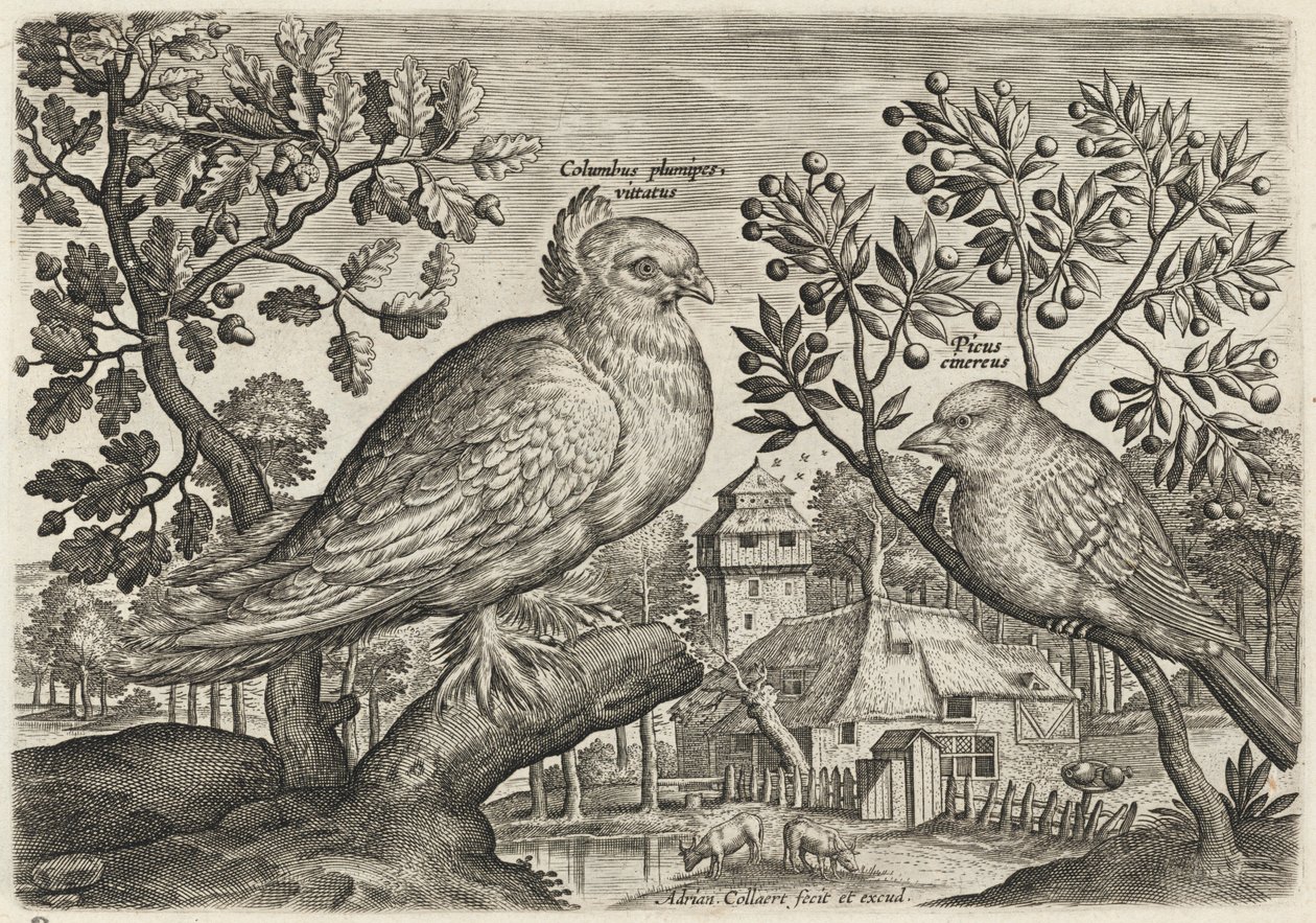 Pigeon et pinson - Adriaen Collaert
