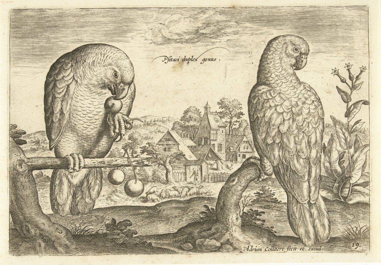 Deux perroquets dans un paysage - Adriaen Collaert