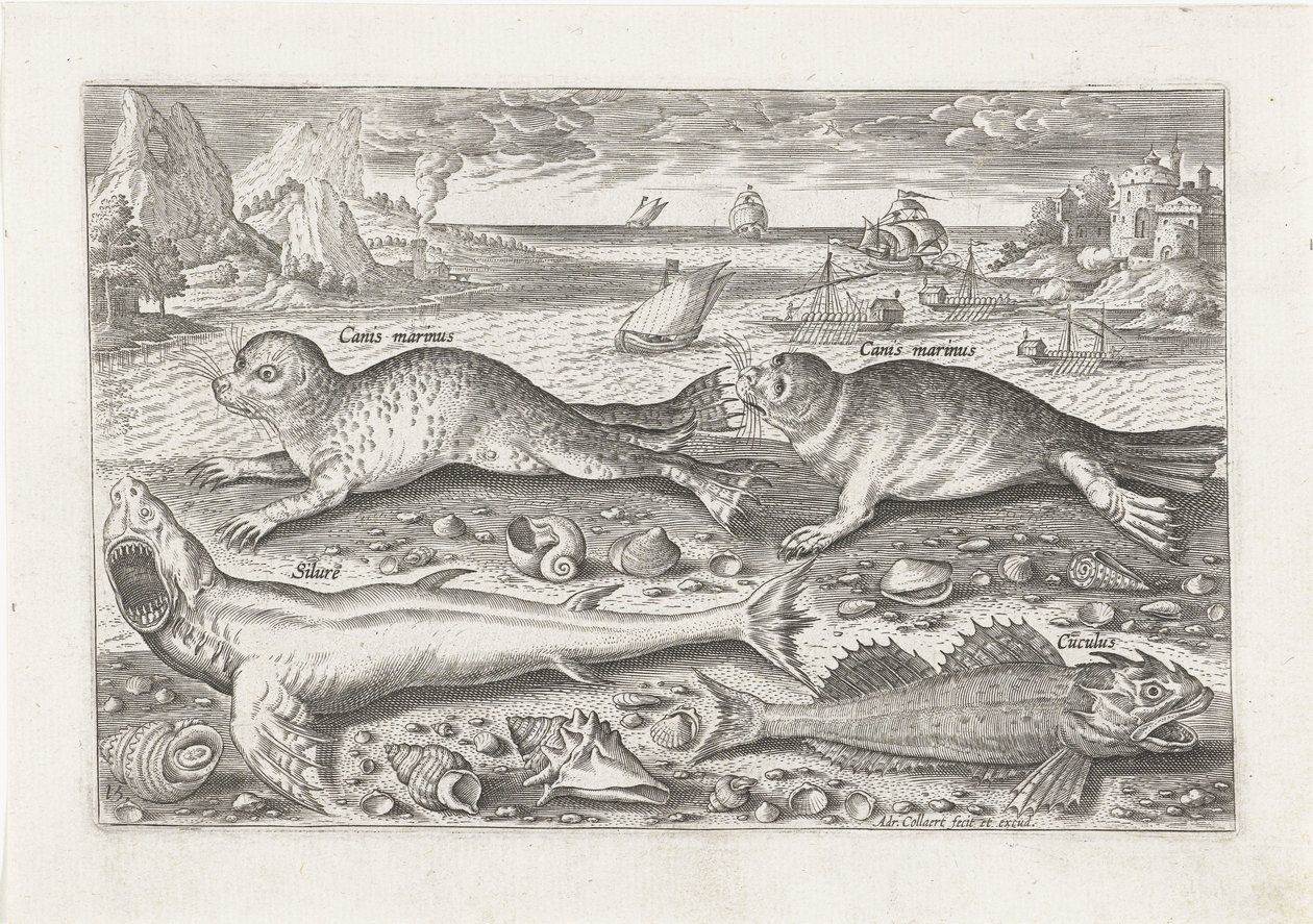 Deux phoques et deux poissons sur la plage (Vissen, Piscivm vivae icones) - Adriaen Collaert