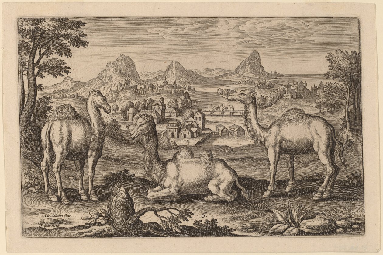 Deux dromadaires et un chameau - Adriaen Collaert