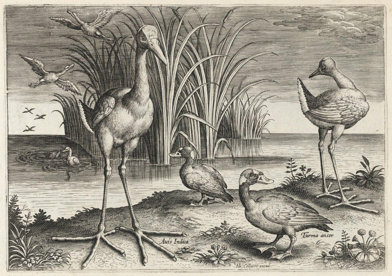 Deux bécassines géantes et deux macreuses à front blanc - Adriaen Collaert