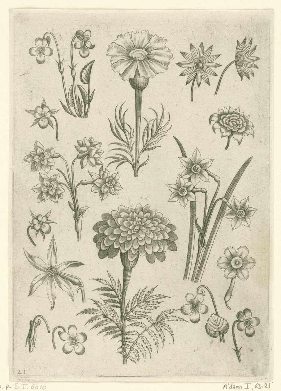 Différentes fleurs, violettes et narcisses - Adriaen Collaert