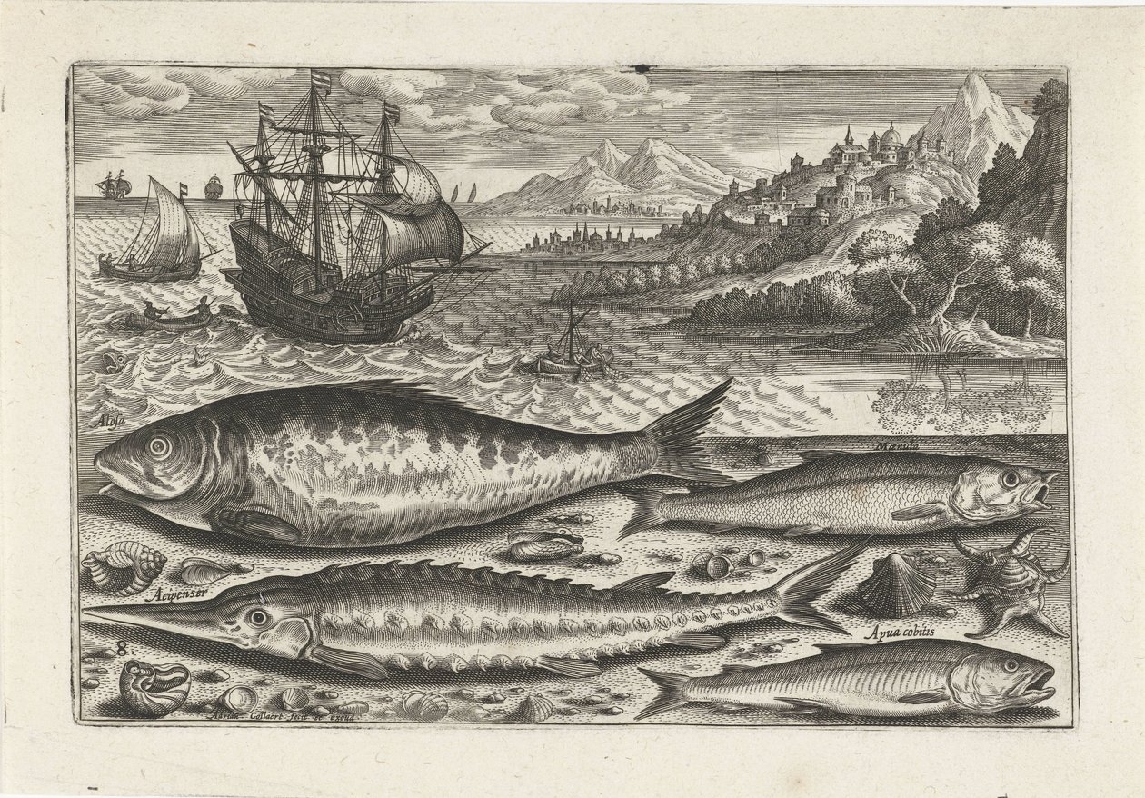 Quatre poissons sur la plage - Adriaen Collaert