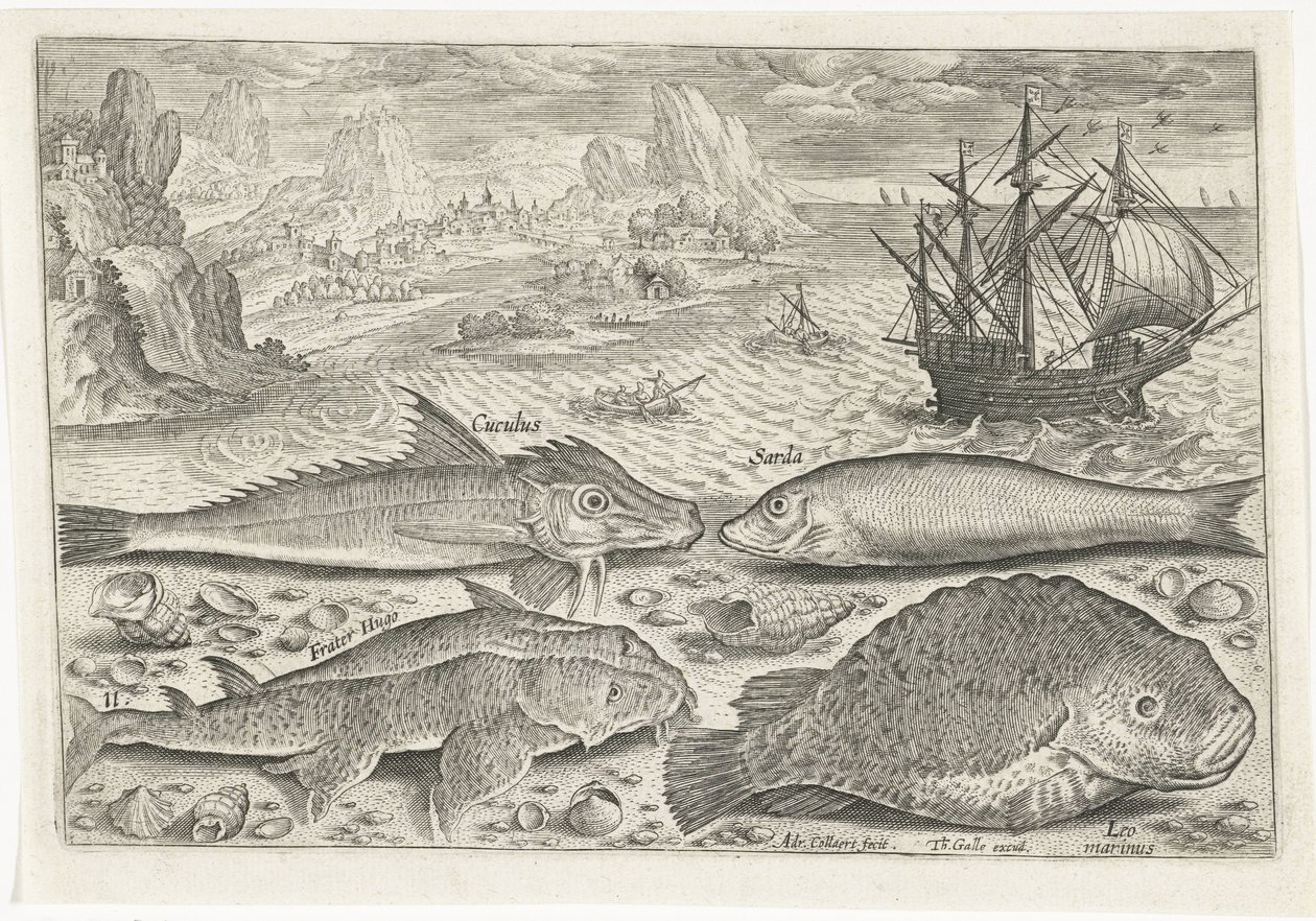 Quatre poissons sur la plage - Adriaen Collaert