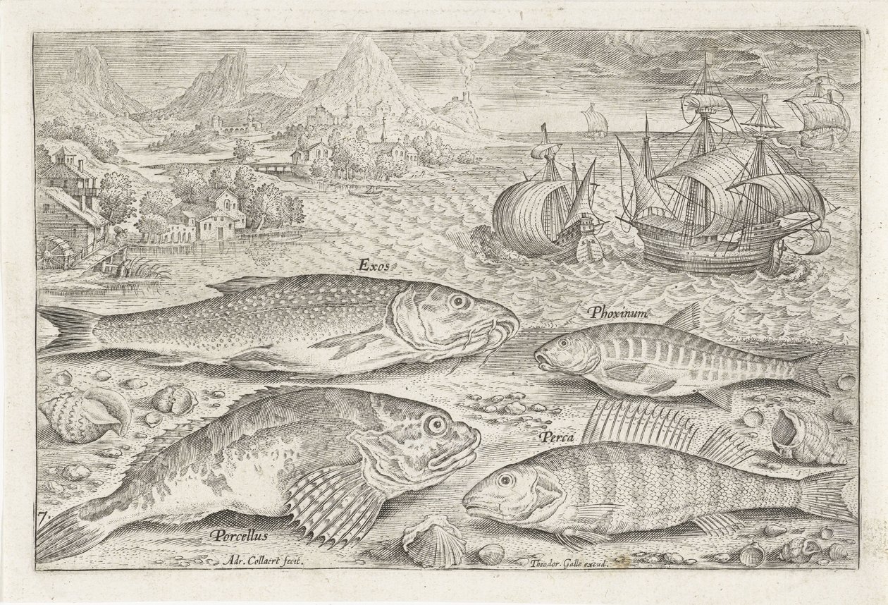 Quatre poissons sur la plage
Piscivm vivae icones (série) - Adriaen Collaert