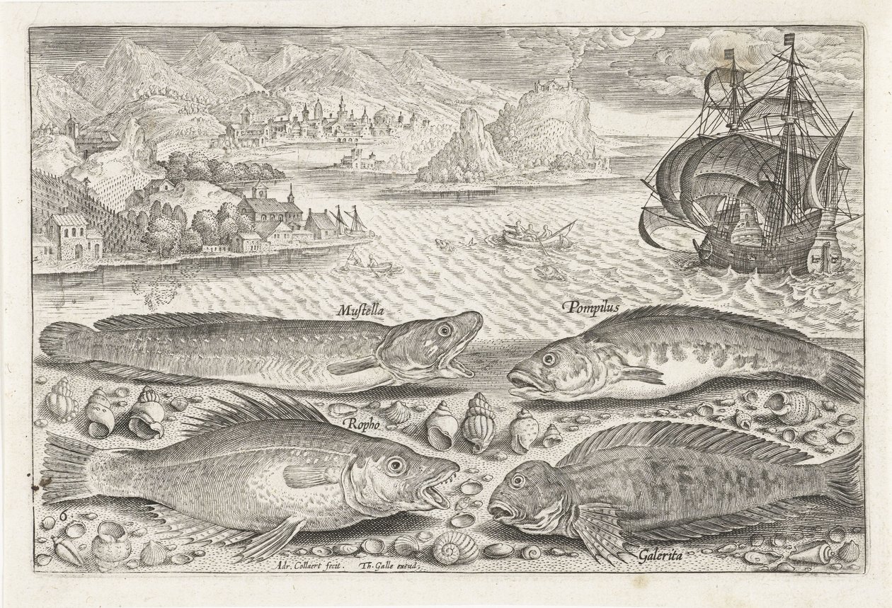 Quatre poissons sur la plage - Adriaen Collaert
