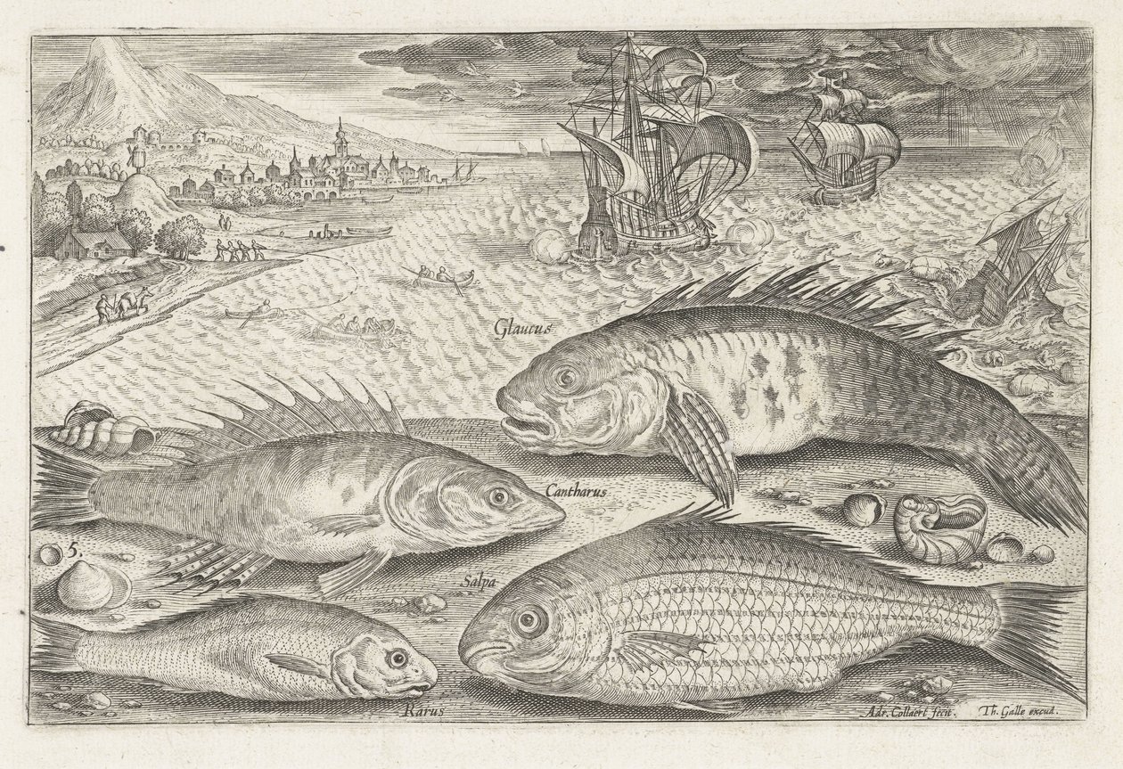 Quatre poissons sur la plage - Adriaen Collaert