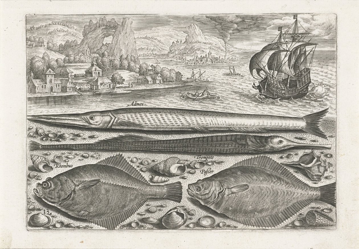 Quatre poissons sur la plage - Adriaen Collaert