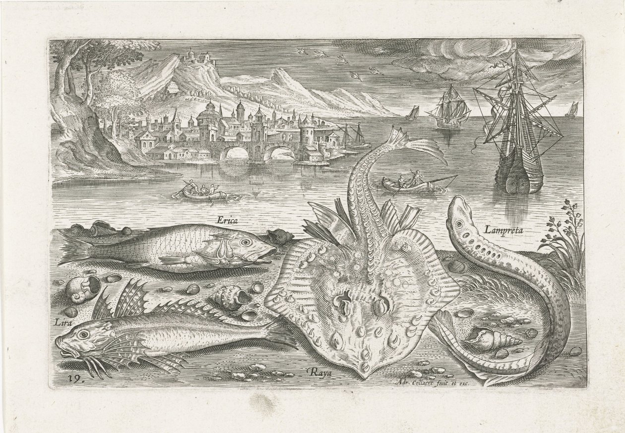 Quatre poissons sur la plage - Adriaen Collaert