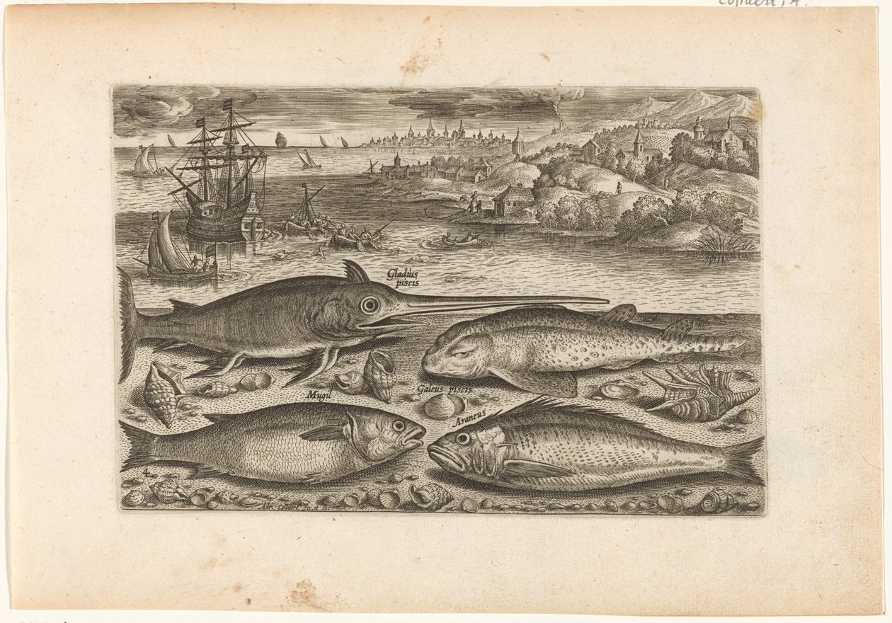 Quatre poissons sur la plage - Adriaen Collaert