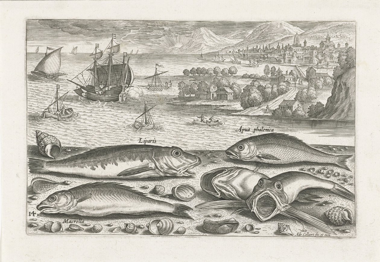 Cinq poissons sur la plage - Adriaen Collaert