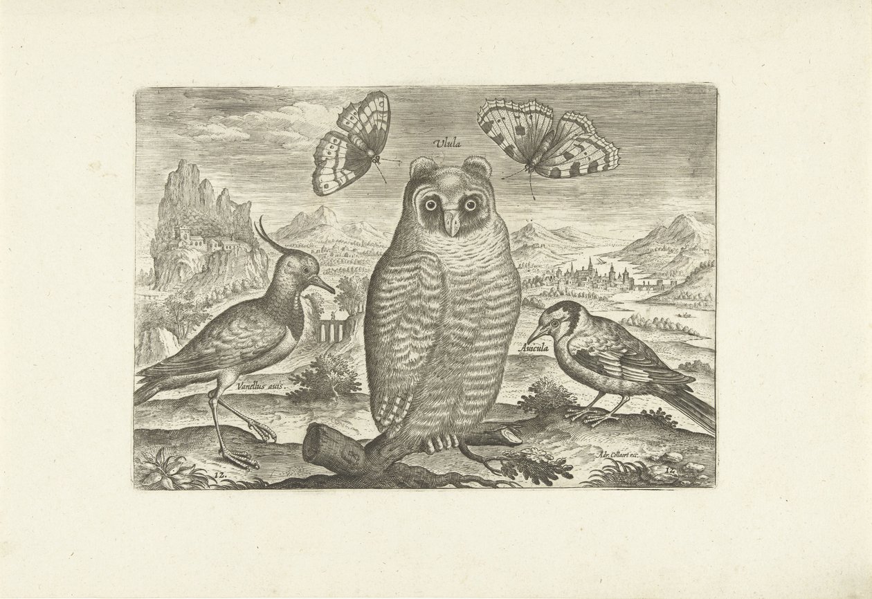 Oiseaux et papillons dans un paysage (Oiseaux) - Adriaen Collaert