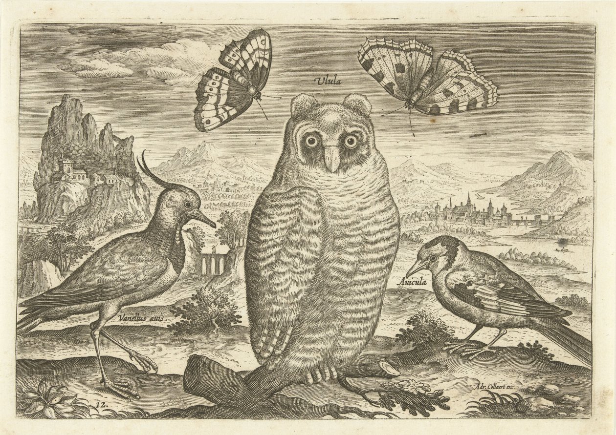 Oiseaux et papillons dans un paysage (Avivm vivae) - Adriaen Collaert