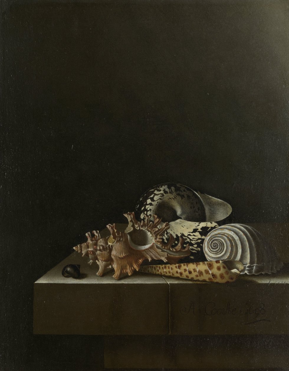 Coquillages sur un socle en pierre - Adrian Coorte