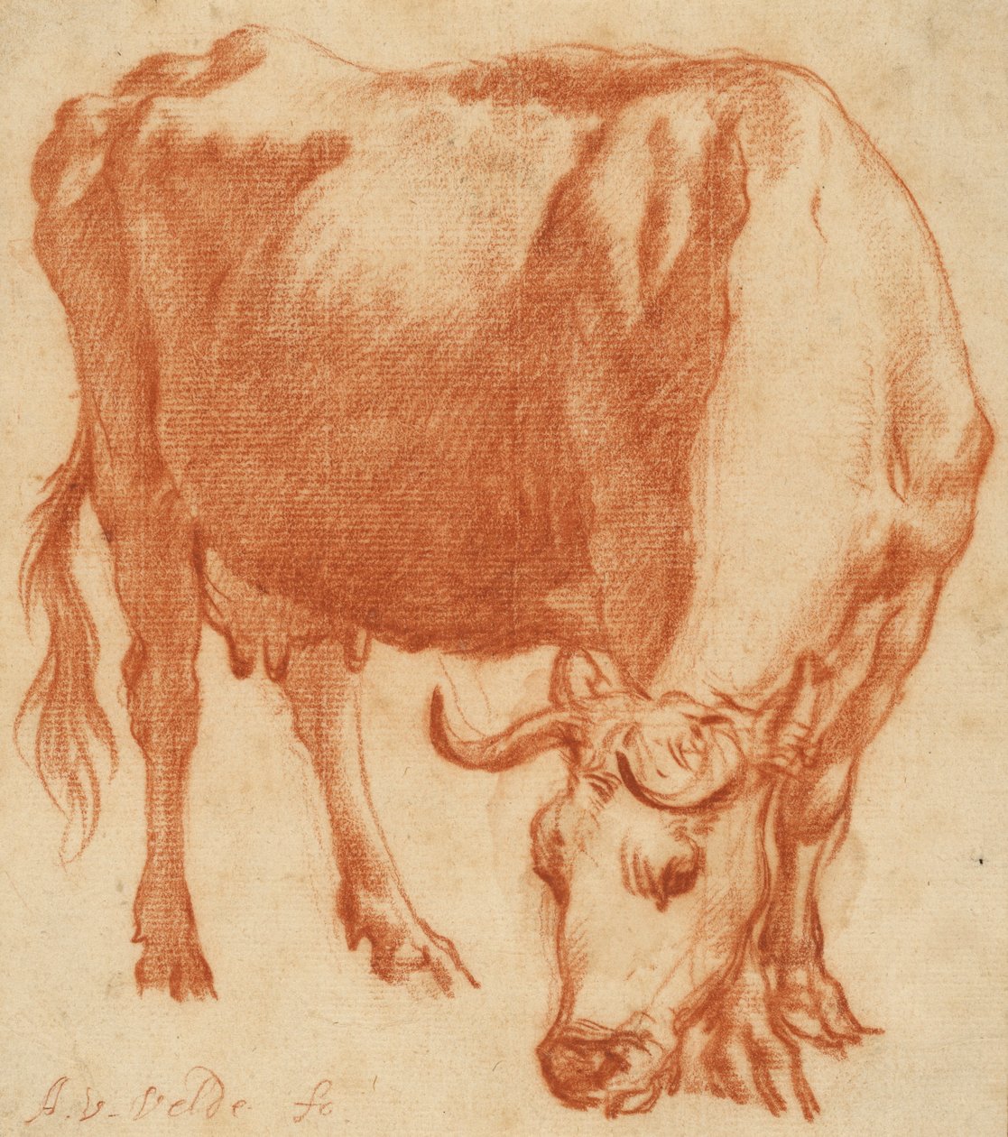 Une vache broutant, vers 1663 (dessin à la craie rouge) - Adriaen van de Velde