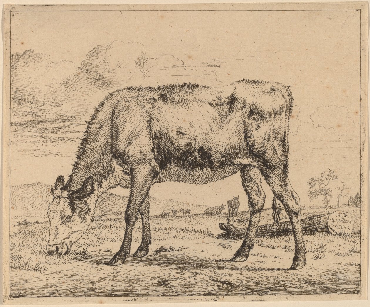 Veau broutant - Adriaen van de Velde