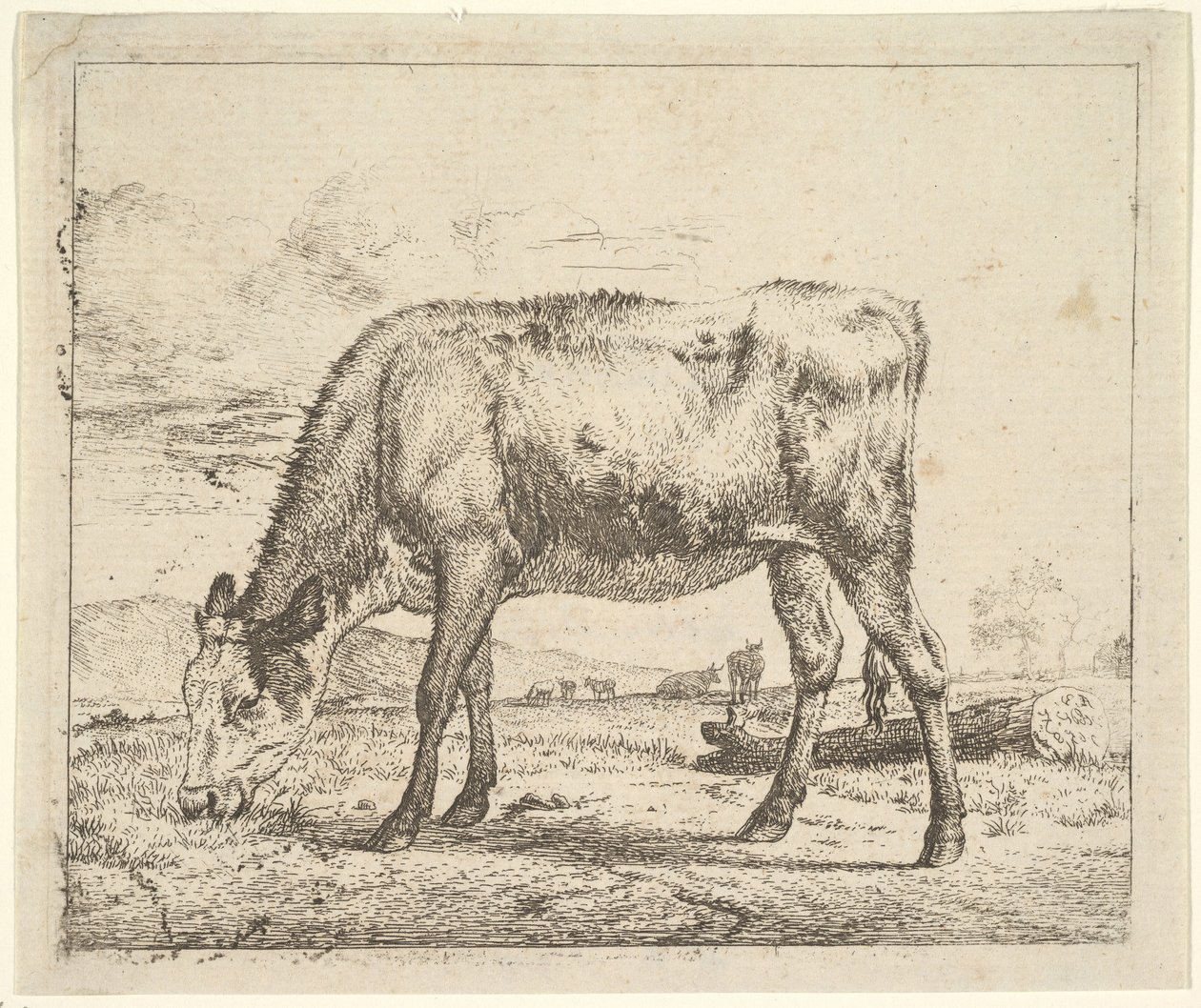 Veau broutant, des Différents Animaux, 1658 - Adriaen van de Velde