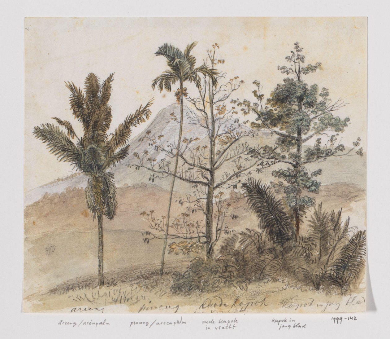 Arbres dans un paysage montagneux de Java - Adrianus Johannes Bik