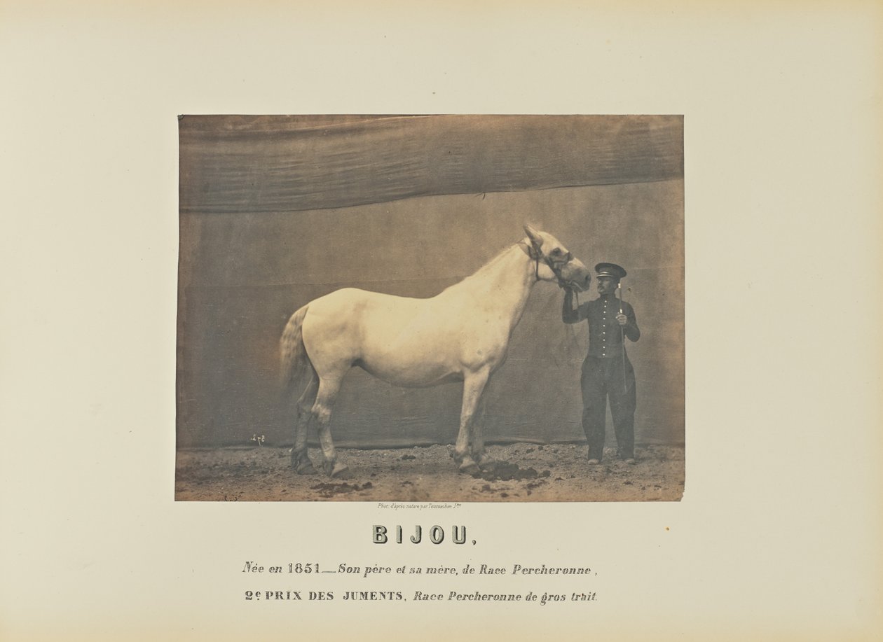 Bijou - Adrien Alban Tournachon