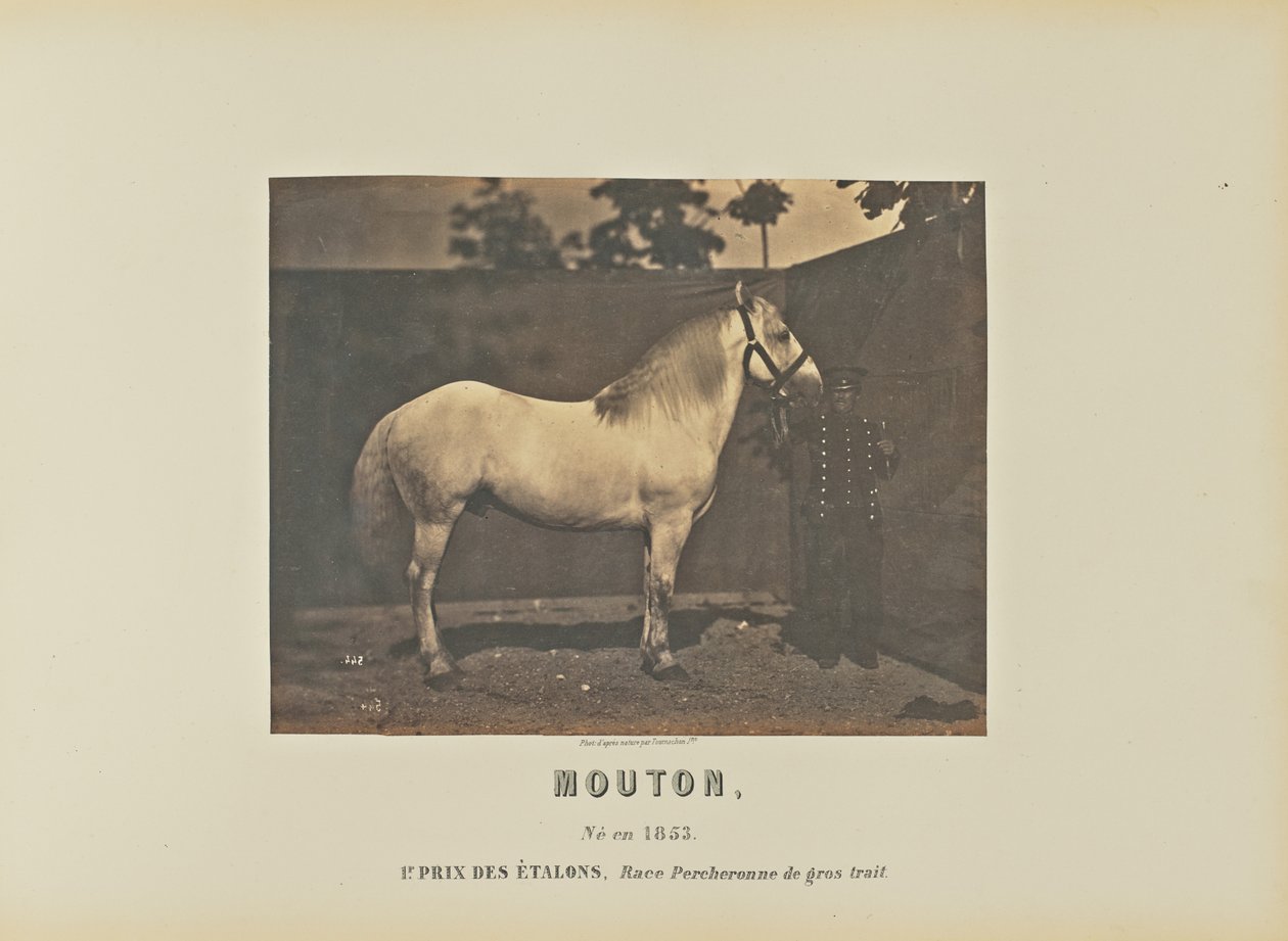 Mouton - Adrien Alban Tournachon